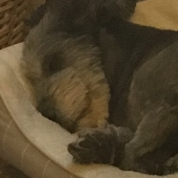 Happily dreaming