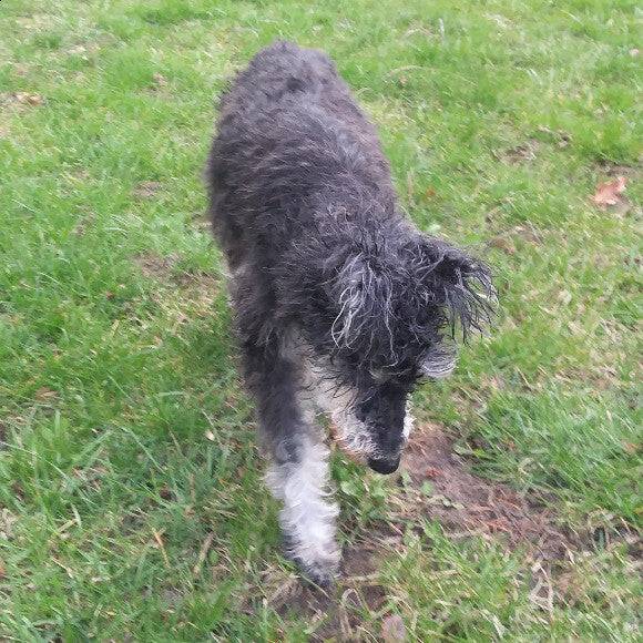 Go~Go Giddy-up Girl running outside after her bath.