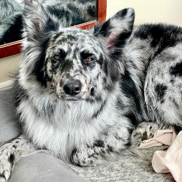 Gentle, relaxed Jack after a full breakfast!
