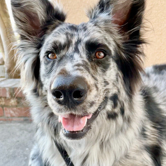 Happy Jack!