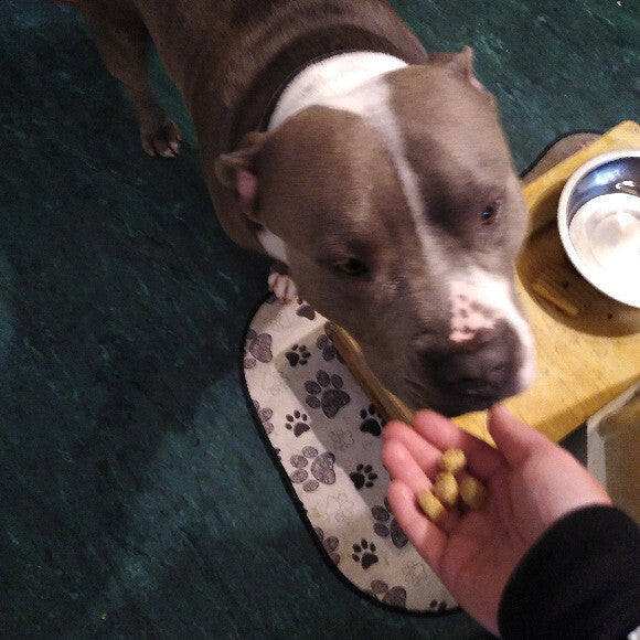 One happy, healthy pup thanks to THK