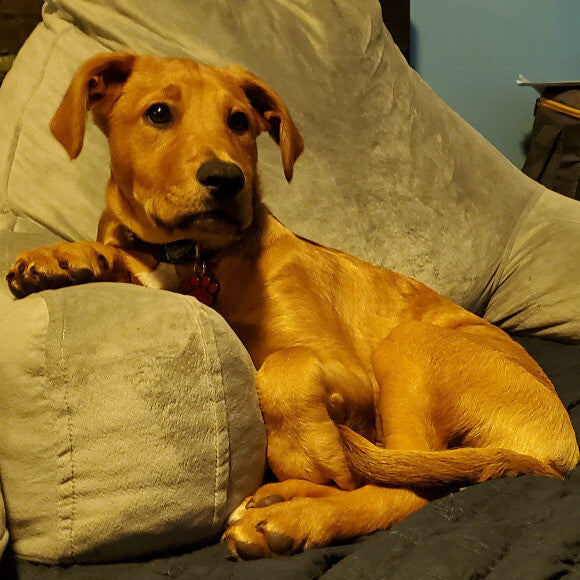 The prince and his thrown