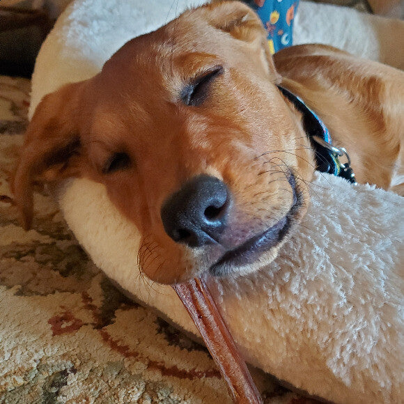Fell asleep in the middle of chewing his bully stick