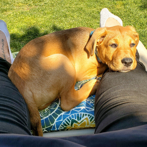 The cuddle bug