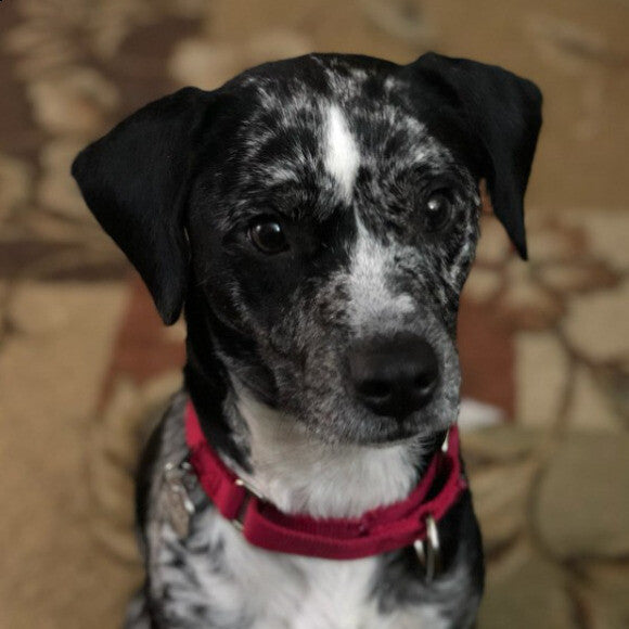 Bailey