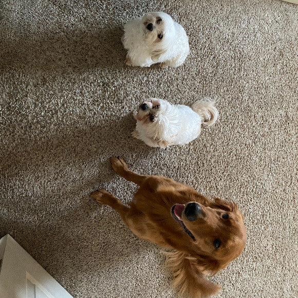 Doby and his siblings Belle in the middle and Ziggy on the right.