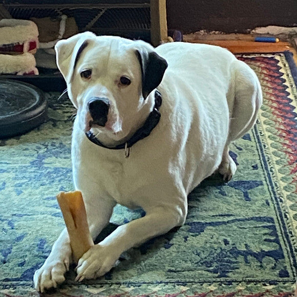 Our old boy??