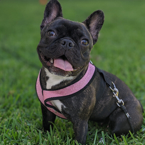 Stella Luna