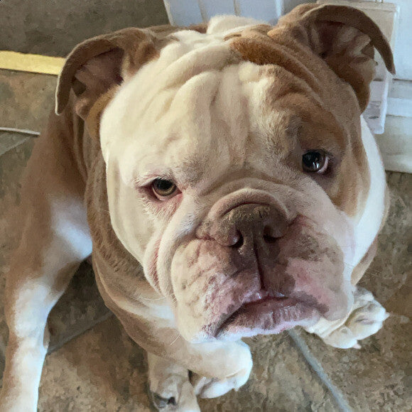 �Bae�con the Bulldog, with a face like that, you can only give him the best