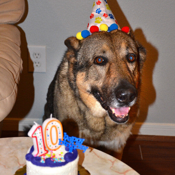Country, at 10 years old. She lived to be 13.