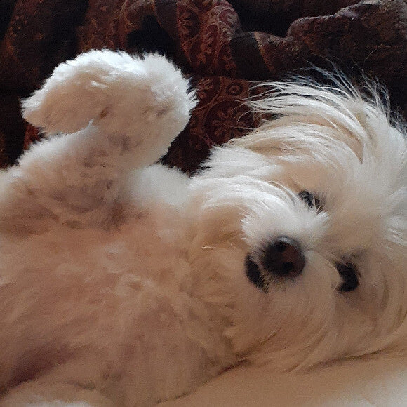 Cody is adorable.... and YES, he KNOWS it!!!