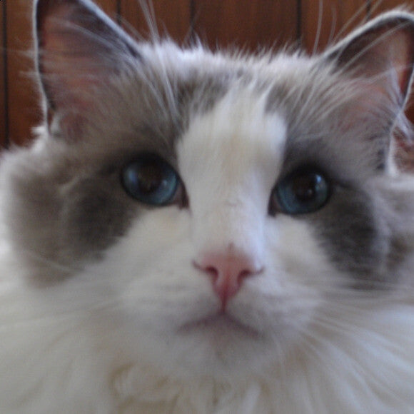 Dylan, my champion Blue BiColor Ragdoll who lived to nearly 18.