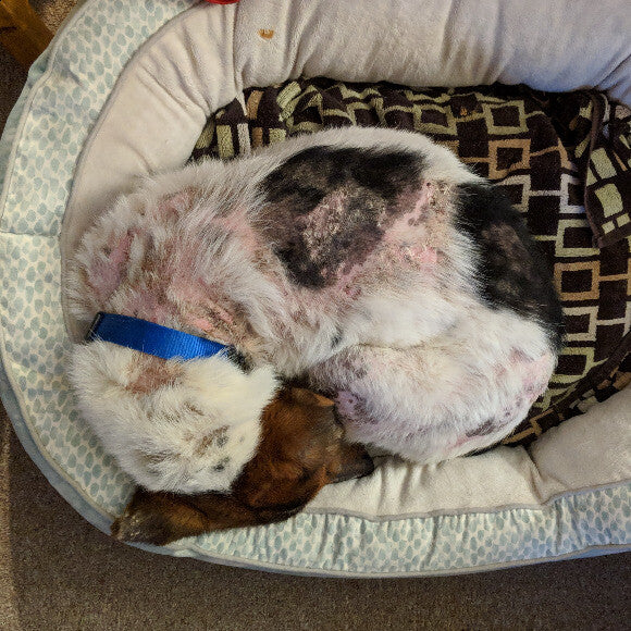 About two years ago, a few months after we found him.