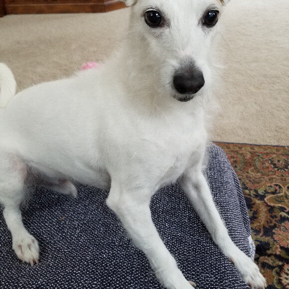 Murphy, my precious Italian Greyhound/Jack Russell mix, at 9 years old.