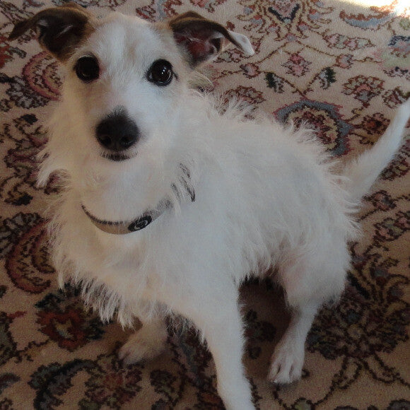 Murphy at 14 months old.