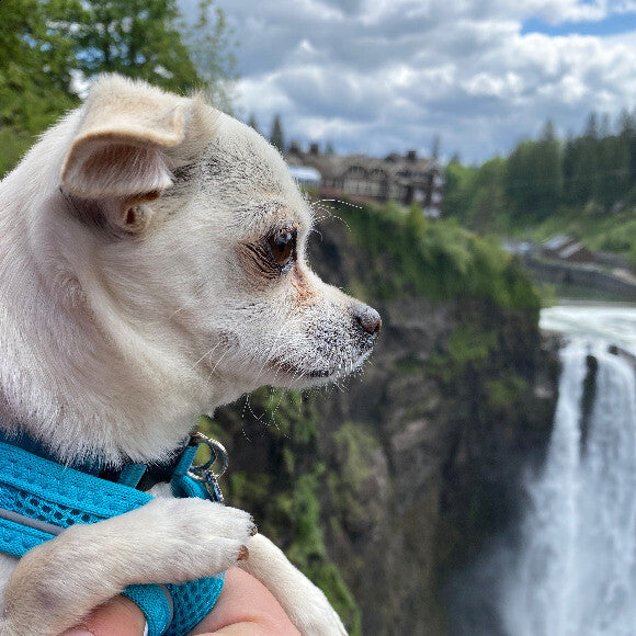 Oliver on one of our pack�s many adventures!