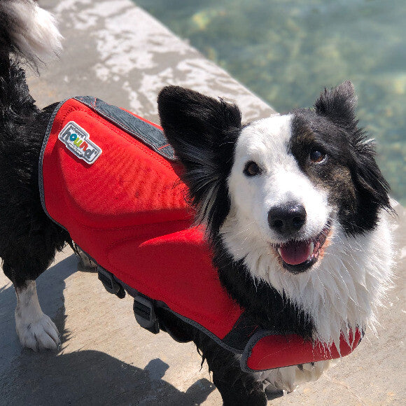 Teddy loves his pool time!
