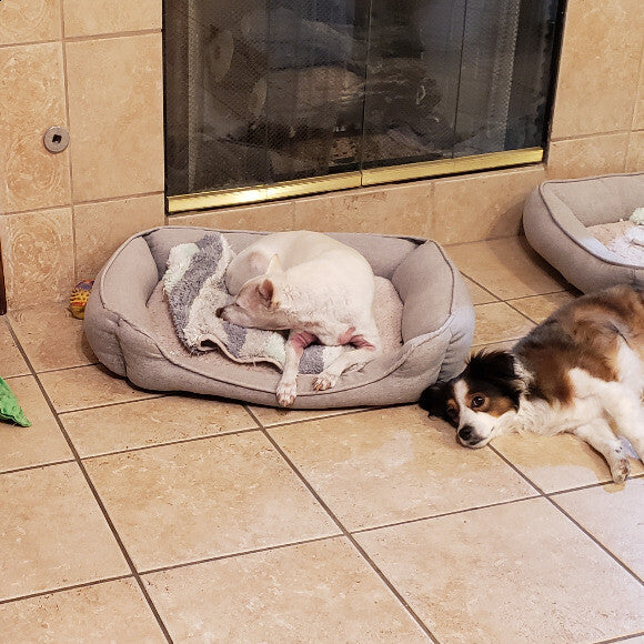 Paco 14yrs and Dozer 4 yrs n