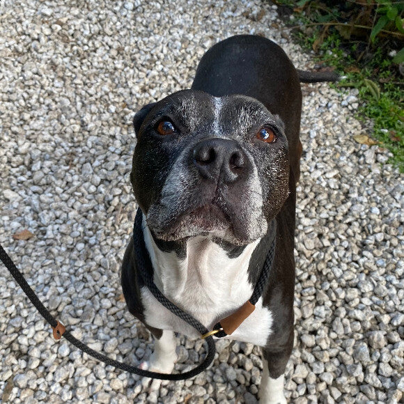 This is my baby girl. I absolutely do not know what I will do without her when she goes. She�s getting up there in age. I want to give her the best food so I really can prolong her life. I�ve seen a huge difference in her coat and her personality. Finally