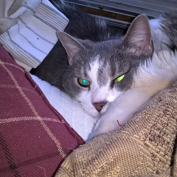 My sweet yet grumpy boy