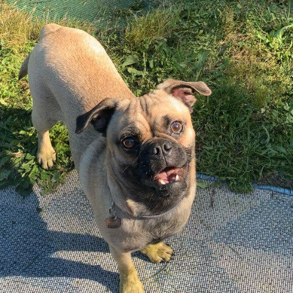 Happy dog!