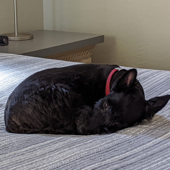 Dixie curls up into a ball