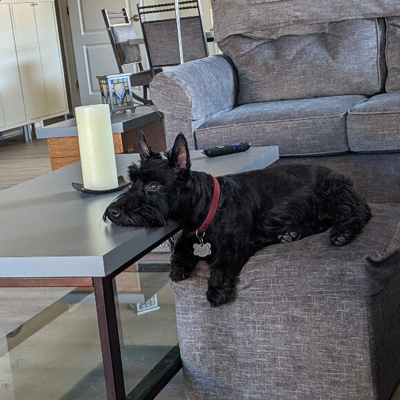 Dixie is tired