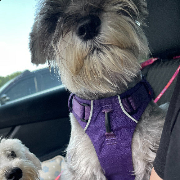 Here she is up and active ready for a walk in the park!