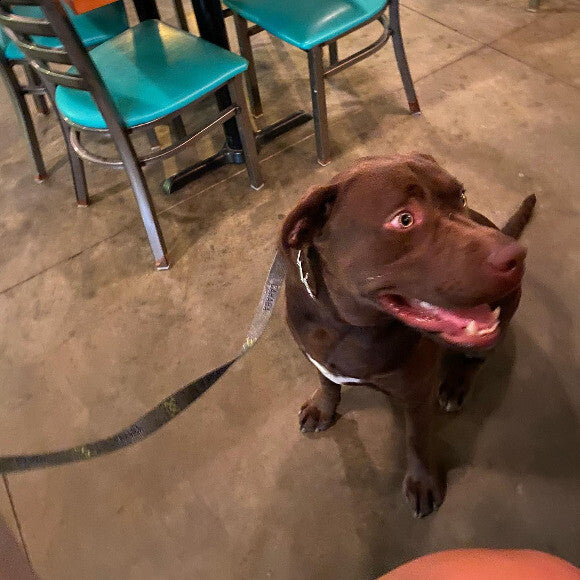 Beau at Big Beach Brewery