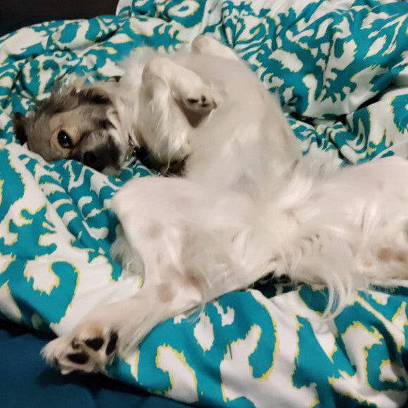 #bellyrub