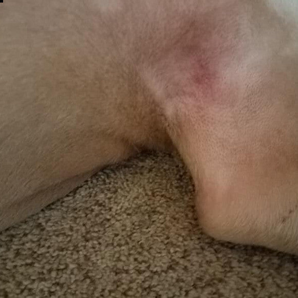 Armpit after feeding The Honest Kitchen diet