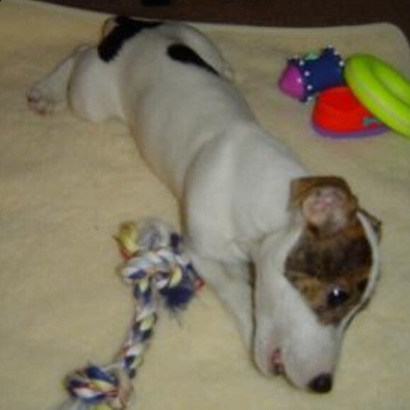 Mylo at 8 weeks old. n(Jack Russell Terrier) nTHK Dehydrated Limited Ingredient Turkey n Deceased in 2004-2016