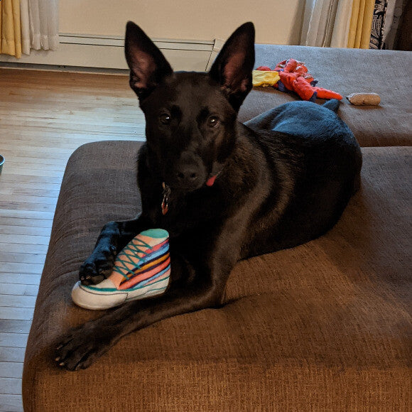 new favorite toy