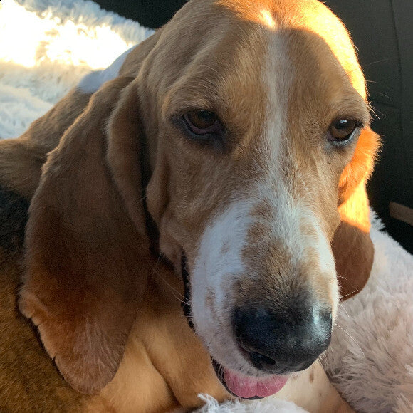 On our way home on adoption day!
