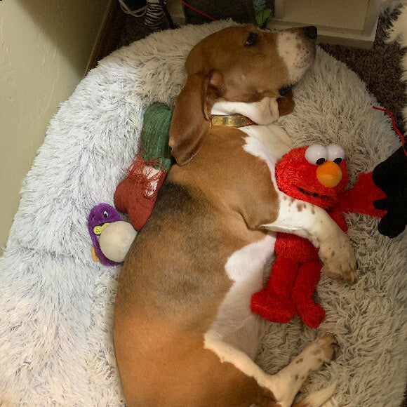 Snuggling with Elmo
