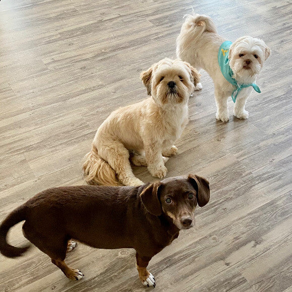 The gang. Lenny, Wilson and Lulu