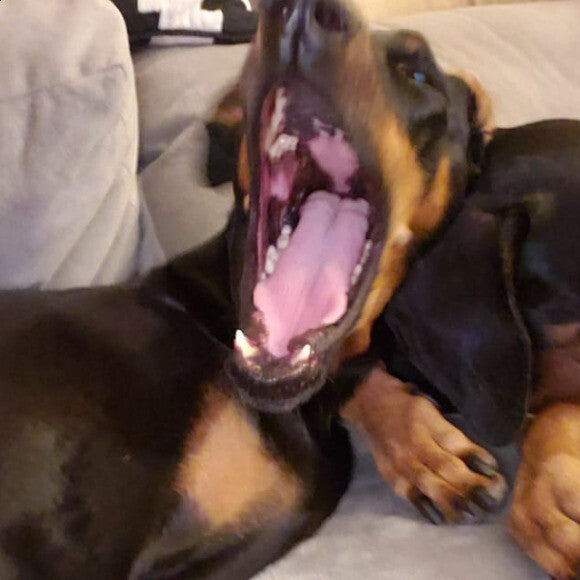 Brody at 5yrs old n(Doberman Pinscher - present) nTHK Dehydrated Limited Ingredient Turkey to Grain Free Food Clusters - Turkey nStill alive and kickin! nBorn 2014