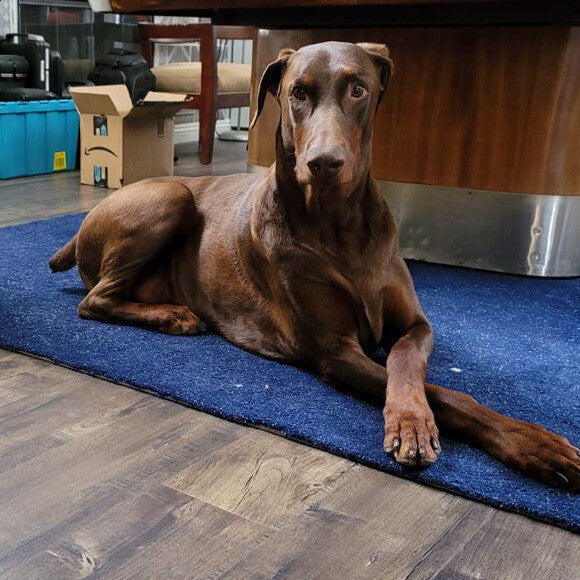 Bare-Bear 6yr old (Doberman Pinscher -present) nTHK Grain Free Food Clusters - Turkey nStill alive! nBorn 2015