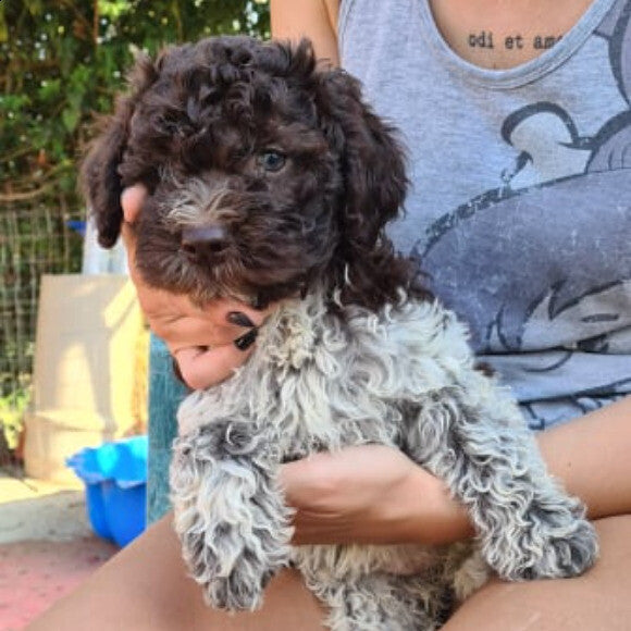 Lumpia about 15weeks old n(Lagotto Romagnolo - Present) nTHK Food Clusters - Puppy Formula nBorn 2021 n