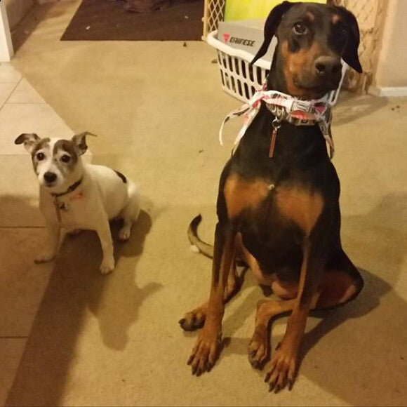 Elle at 4yrs old n(Doberman Pinscher - deceased) nTHK Dehydrated Limited Ingredient Turkey to Grain Free Food Clusters - Turkey nDeceased 2009-2021
