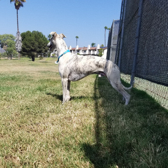 Hunting for squirrels