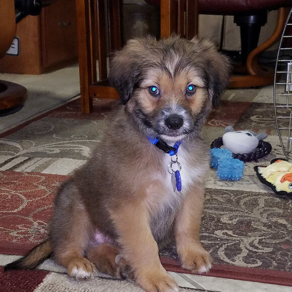 12 weeks old