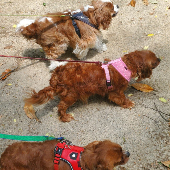 Three rescued Cavalier's, Pappy teaching his pack to walk on leashes.