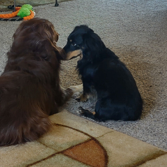 My dachshund Zeke and Australian shepherd jj both fed honest kitchen