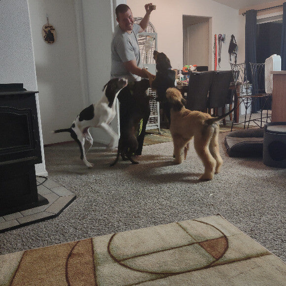 My pointer, my afghan hound puppy, my Hanoverian Scenthound puppy and my gsd cross up all go crazy for honest kitchen