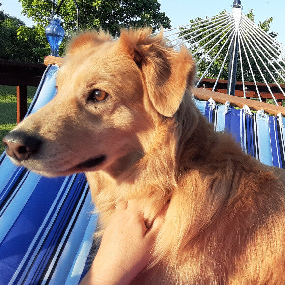 Laying in the hammock