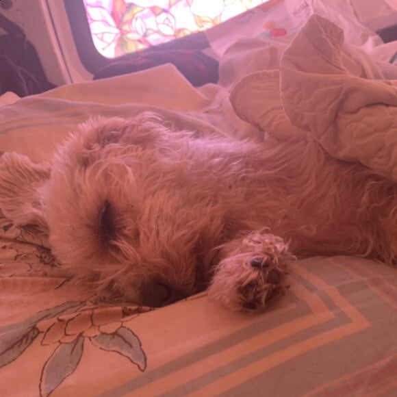 But his favorite pastime is sleeping.