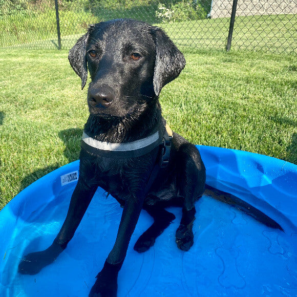 He loves the water so we got him a baby pool to enjoy when we don't have time to go to the local waterbodies!