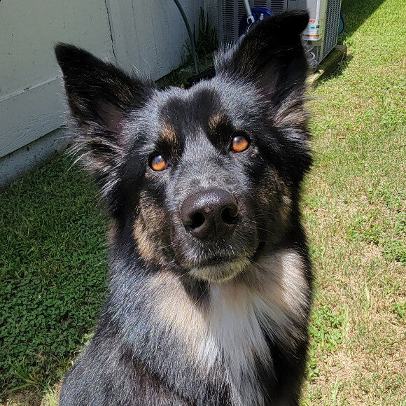 Raven showing off her beautiful silky smooth and soft coat in the sun!
