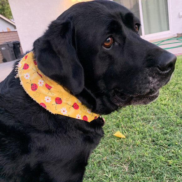 Gracie